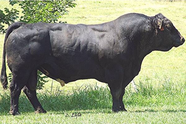 Shenandoah Valley Simmentals - Home of the Keepin' Kind