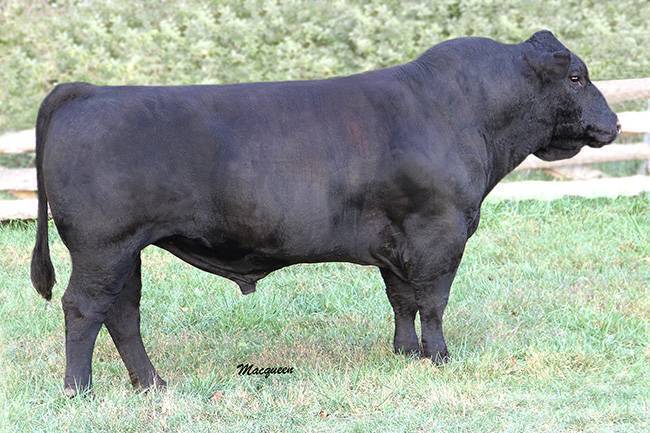 Shenandoah Valley Simmentals - Home of the Keepin' Kind