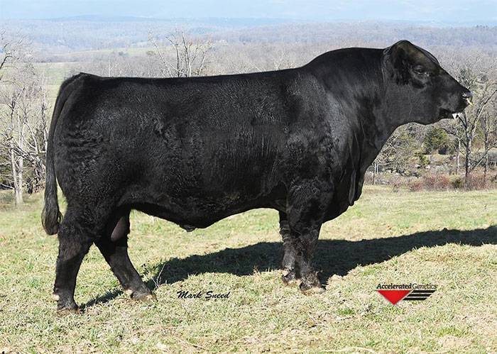 Shenandoah Valley Simmentals - Home of the Keepin' Kind